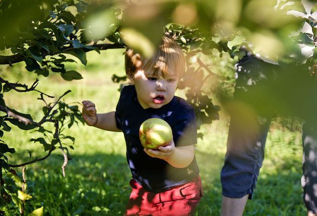 Small child picks apples in september in new jersey