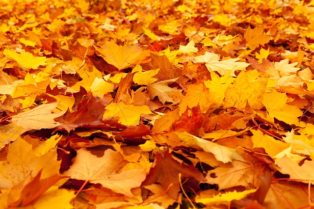 fall foliage colors indicated due to cold air approaching in september