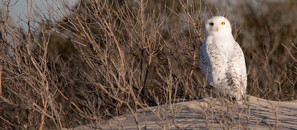 snowy owl weather nj dual arctic outbreaks detected