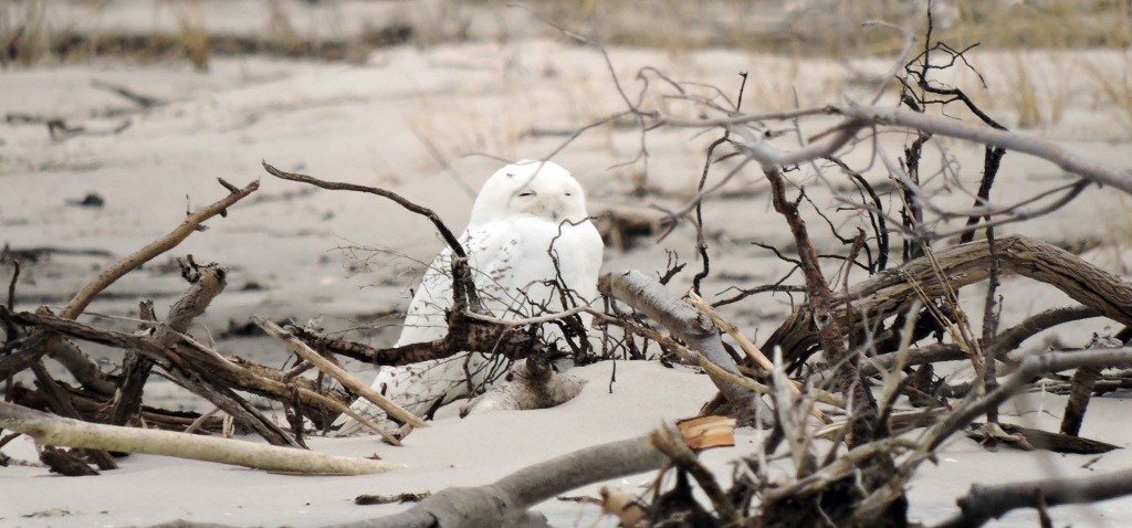 arctic snowy owl by Donna Ortuso
