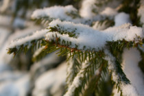 Jan 4: Light Snow Storm and Arctic Outbreak Detected!