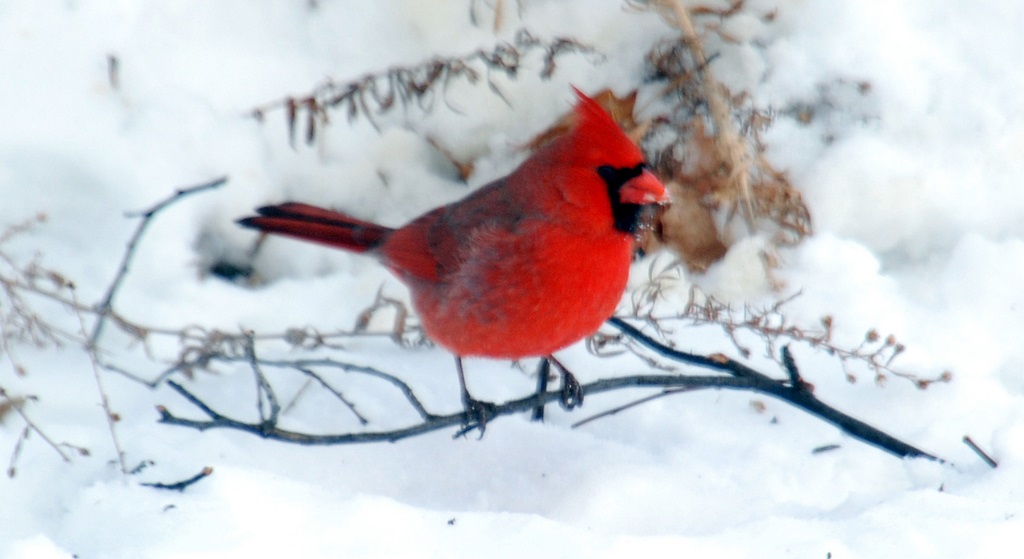 cardinal cold and dry