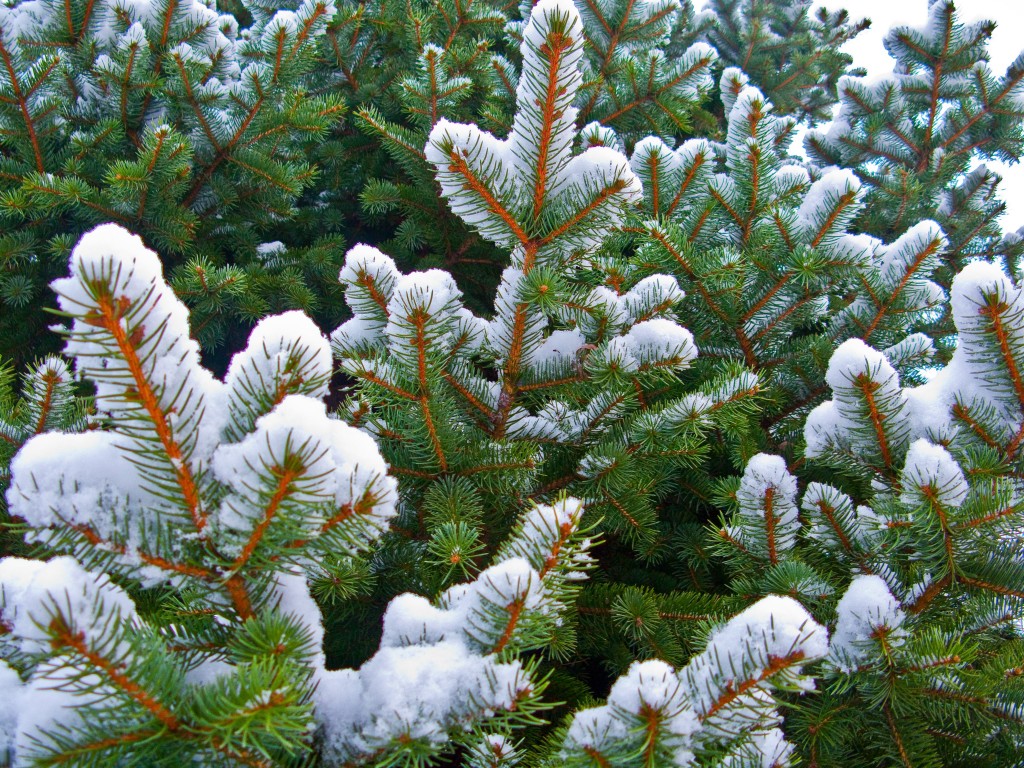 snow pine trees