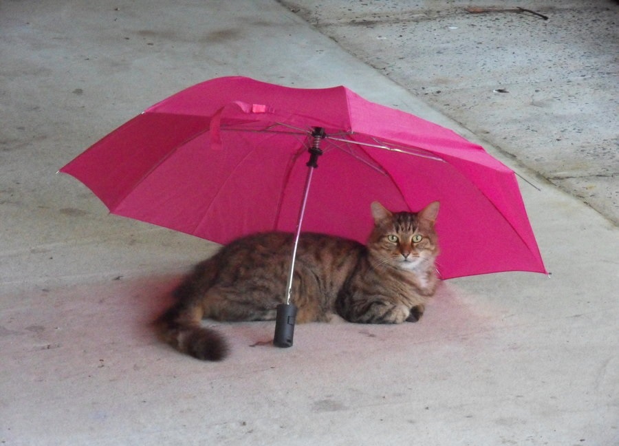 caturday, rain