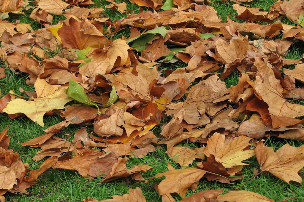 leaves fall