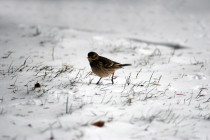 Jan 10: First Light Snow Detected!