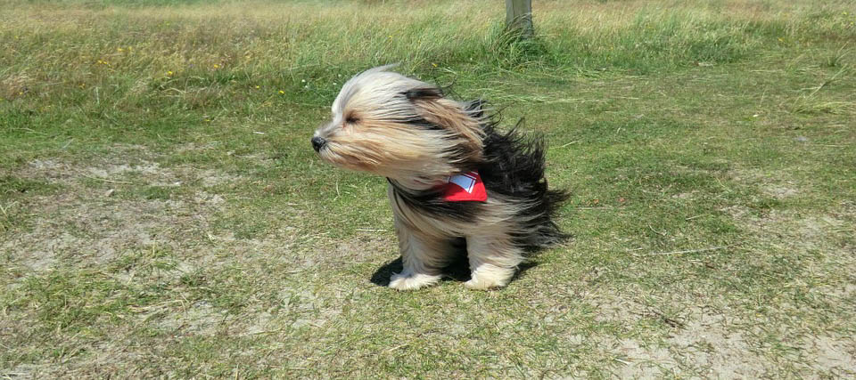 windy dog