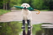 Rain and Storms Start the Week