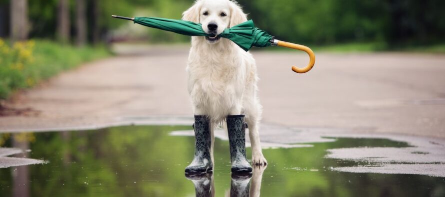 Rain and Storms Start the Week