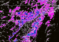 Stormfront Approaching