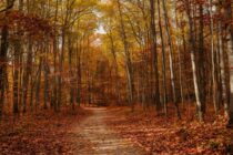 Mixed Conditions Before the Cold Arrives