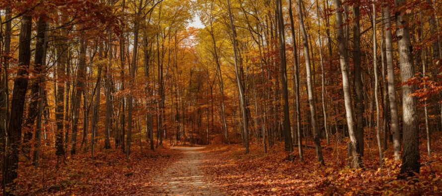 Mixed Conditions Before the Cold Arrives