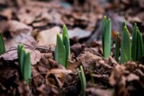 Improved but Mixed Conditions