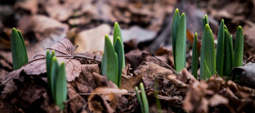 Improved but Mixed Conditions