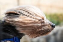 Not as Cold but Windy!