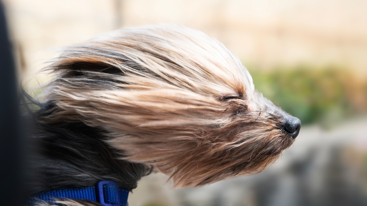 Not as Cold but Windy!