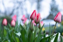 Mild with Spring Showers Around