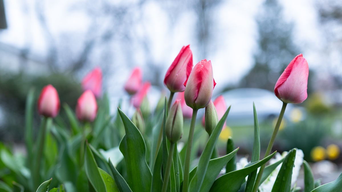 Mild with Spring Showers Around