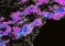 Thunderstorms Developing