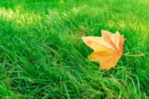 Weekly Outlook – Summer Gasps Back