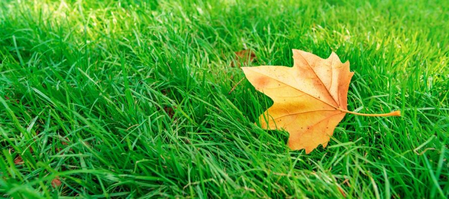 Weekly Outlook – Summer Gasps Back