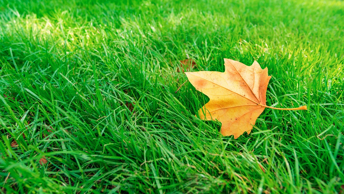 Weekly Outlook – Summer Gasps Back