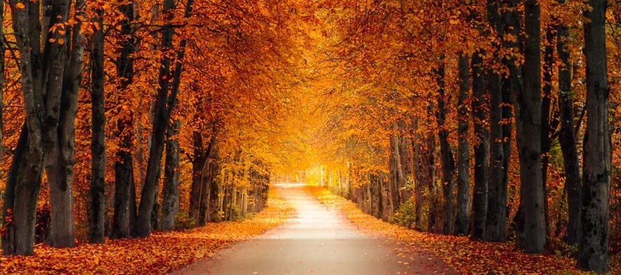 Immaculate Fall Conditions