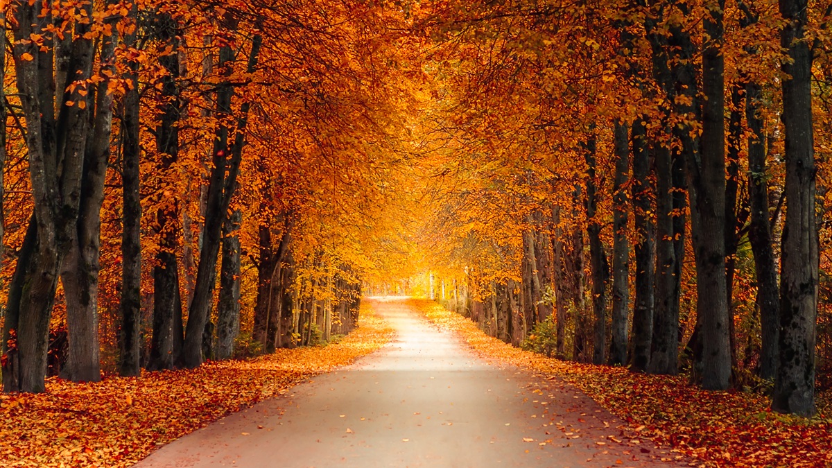 Immaculate Fall Conditions